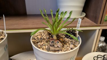 タメ口でいいよ