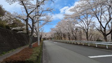 文化の森の桜並木道